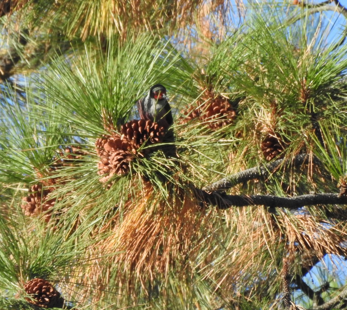 Lewis's Woodpecker - ML643630031