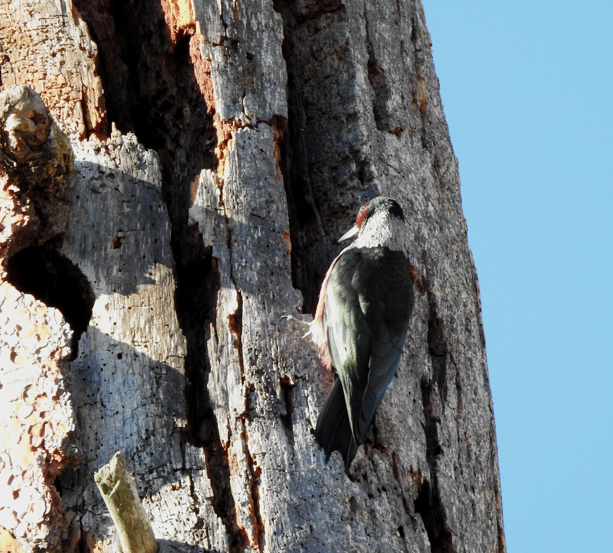 Lewis's Woodpecker - ML643630032