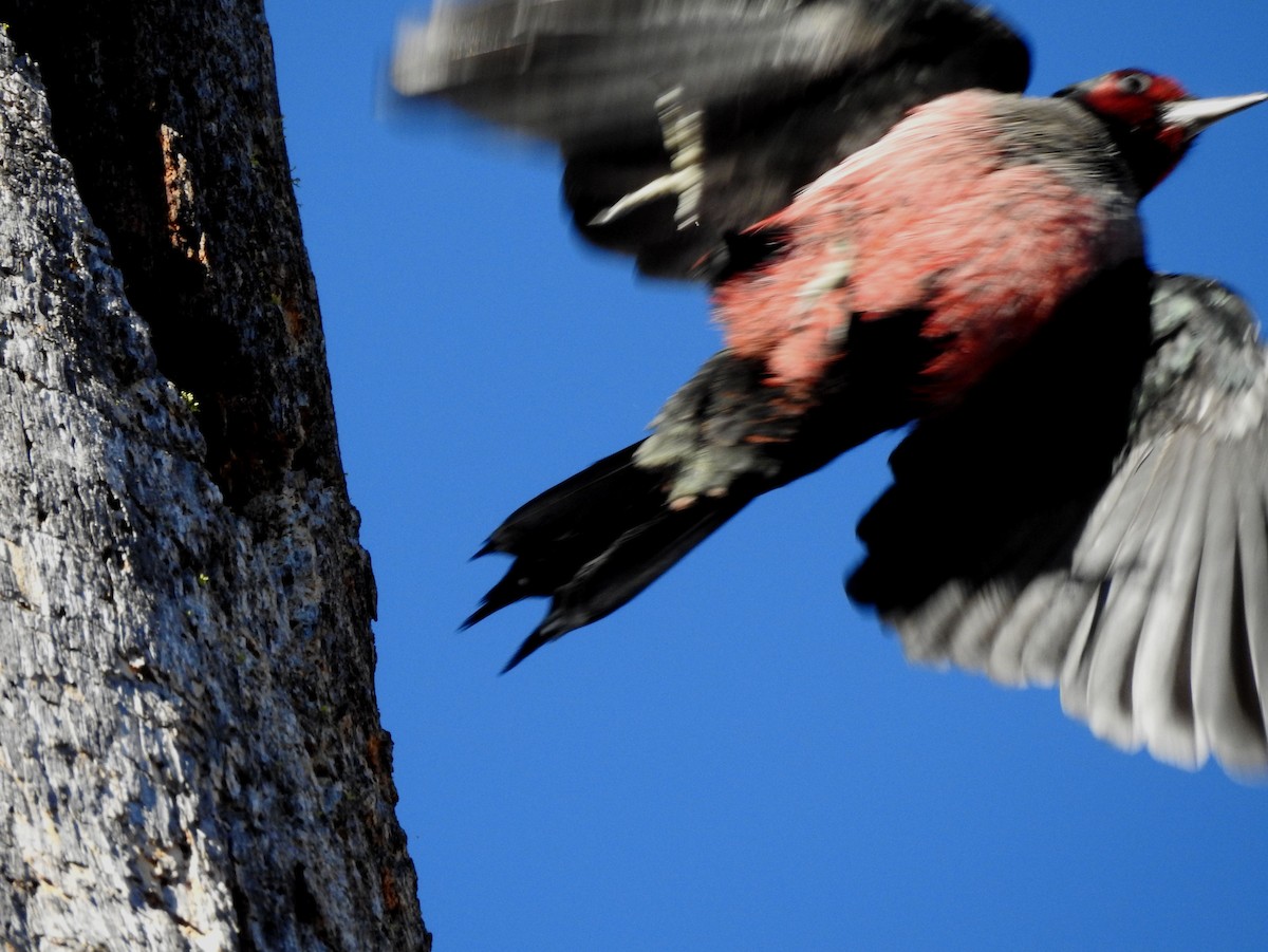 Lewis's Woodpecker - ML643630033