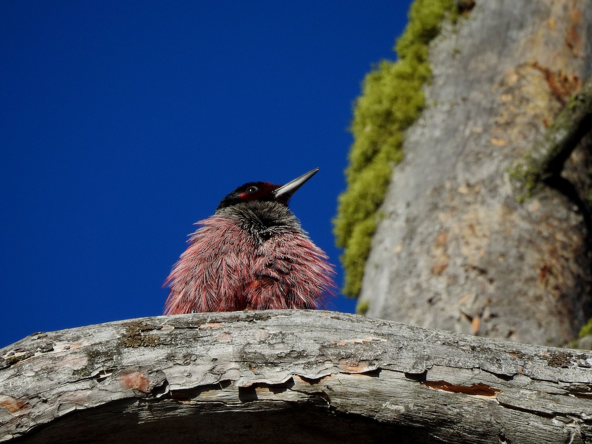 Lewis's Woodpecker - ML643630034