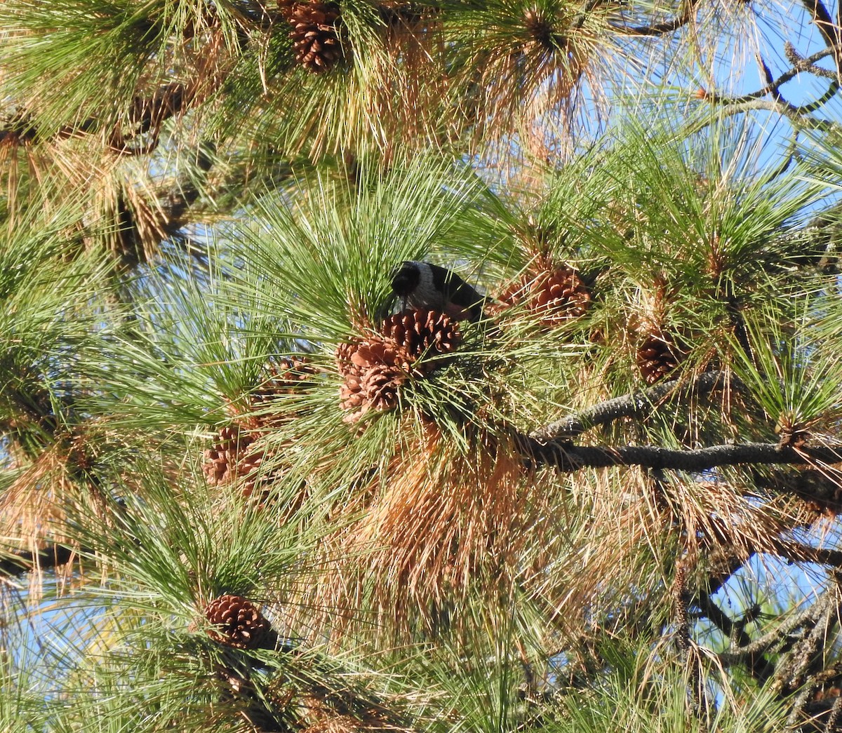 Lewis's Woodpecker - ML643630035
