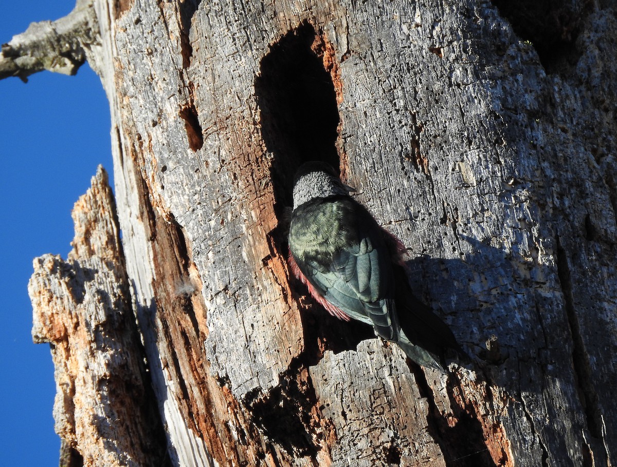 Lewis's Woodpecker - ML643630036