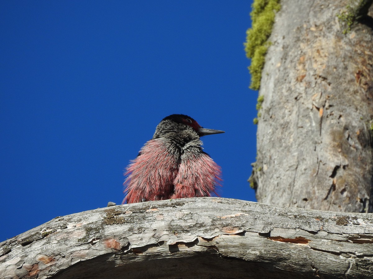 Lewis's Woodpecker - ML643630038