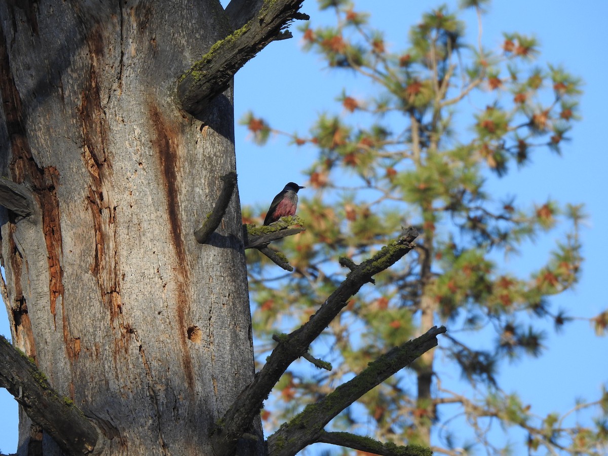 Lewis's Woodpecker - ML643630039