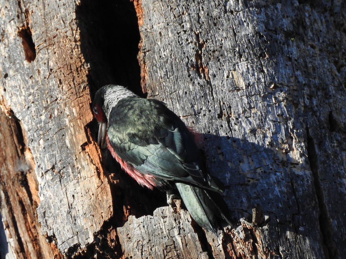 Lewis's Woodpecker - ML643630040