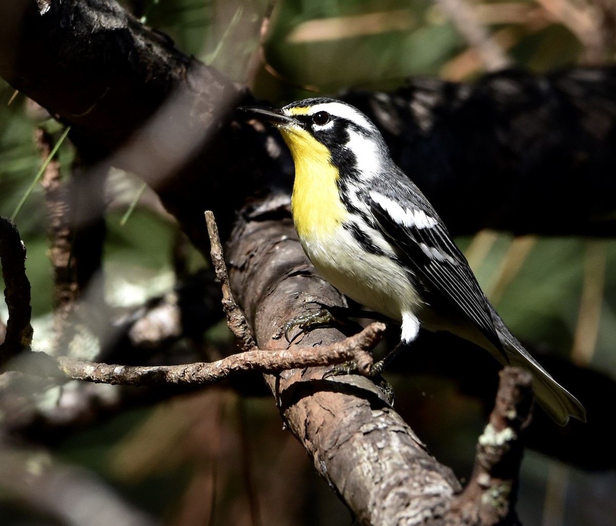 Yellow-throated Warbler - ML643630079