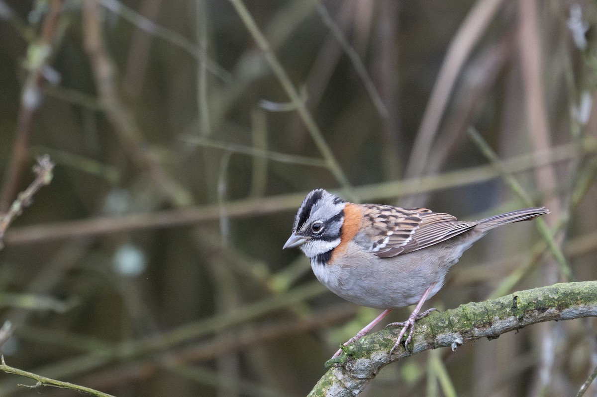 Rufous-collared Sparrow - ML643630088