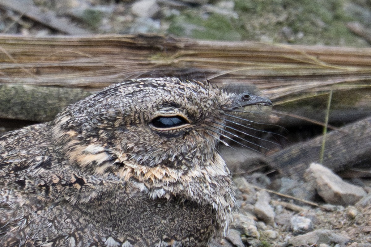 Tschudi's Nightjar - ML643630110