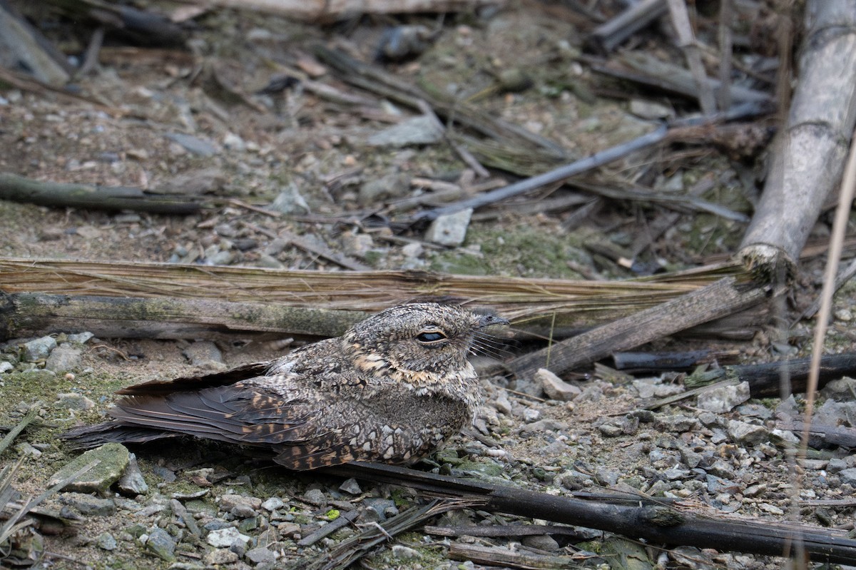 Tschudi's Nightjar - ML643630111