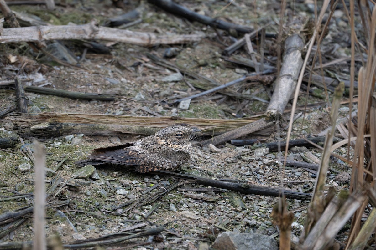 Tschudi's Nightjar - ML643630116