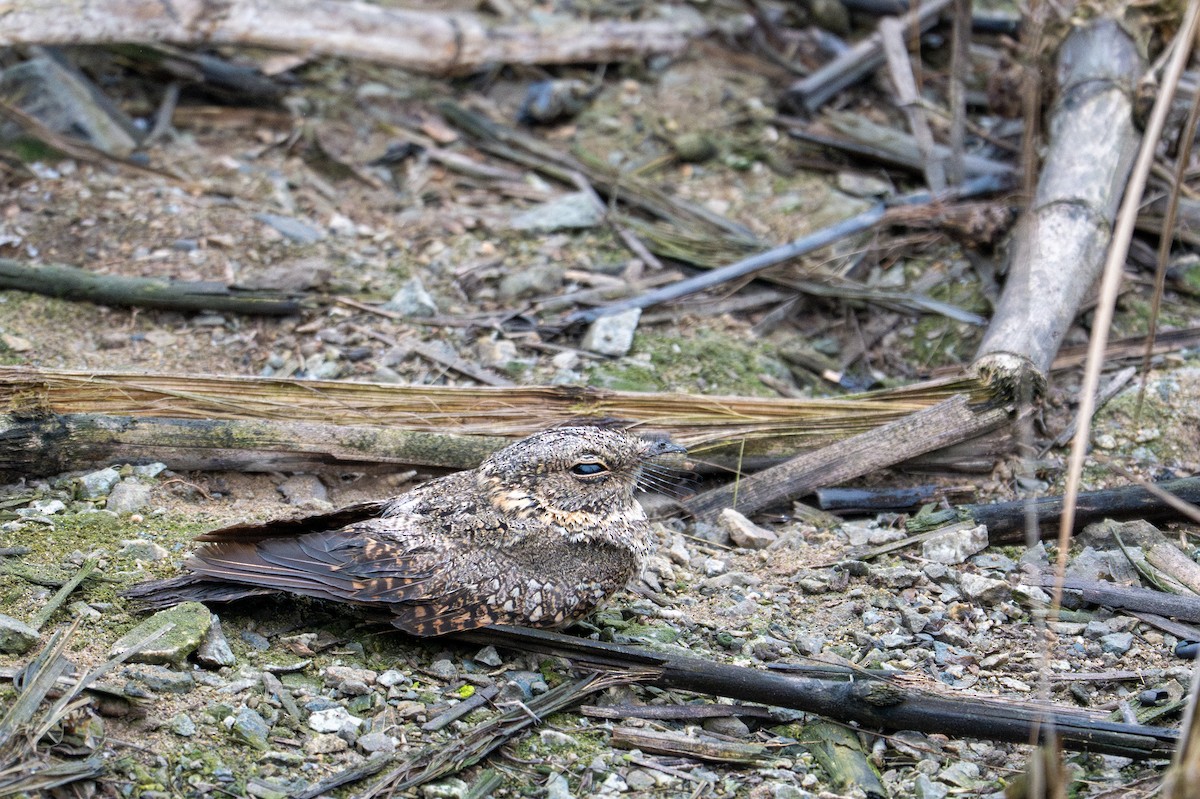 Tschudi's Nightjar - ML643630117