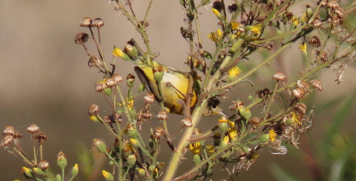 Nashville Warbler - ML643630129