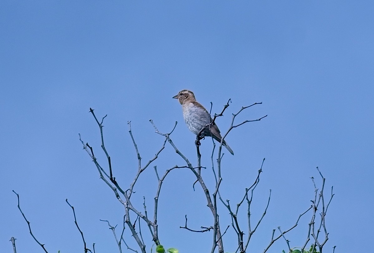Yellow-throated Bush Sparrow - ML643630183