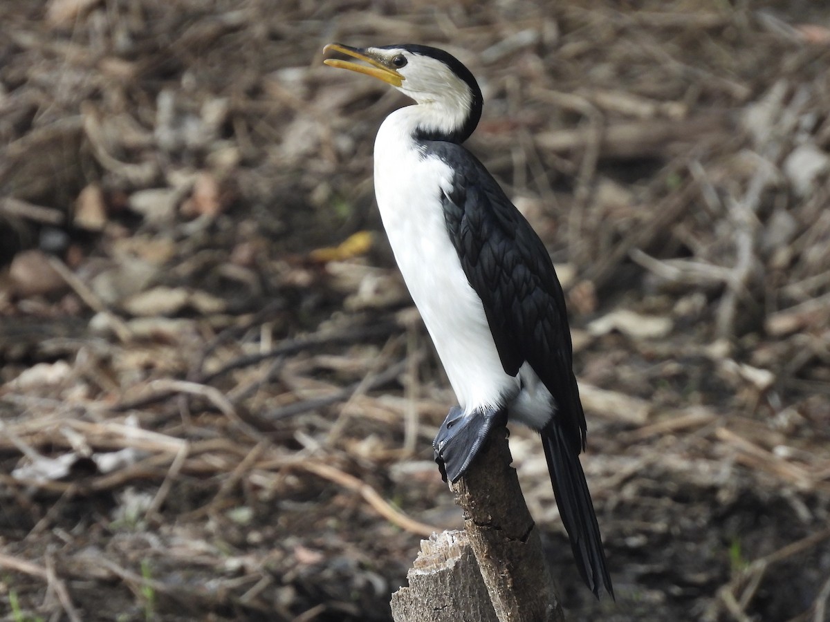 Cormoran pie - ML643630184
