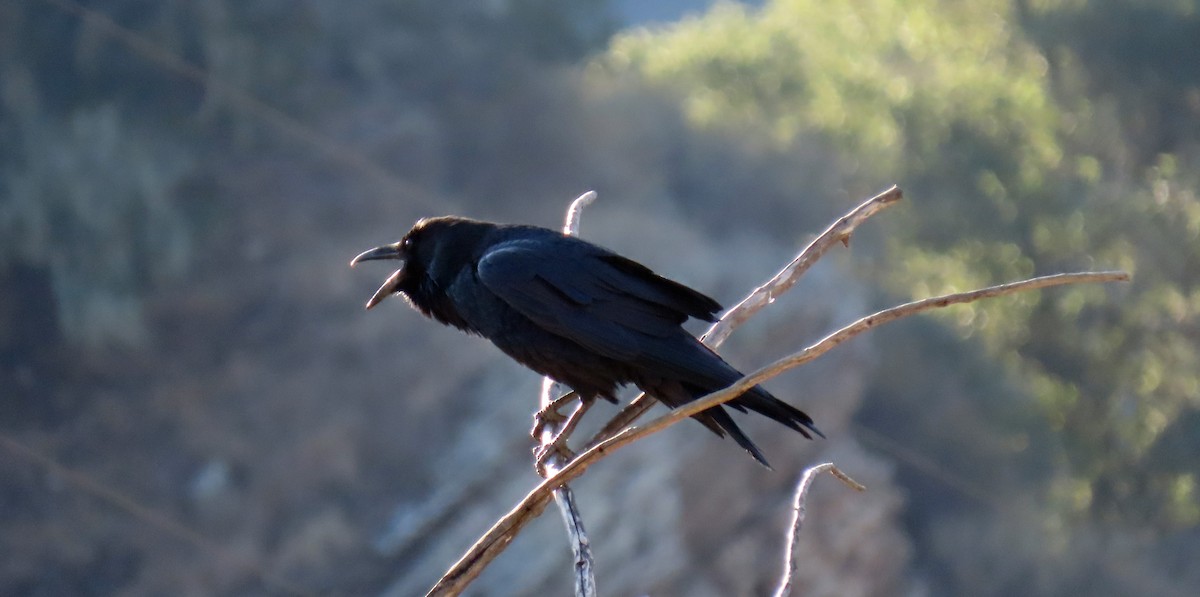 Common Raven - ML643630189
