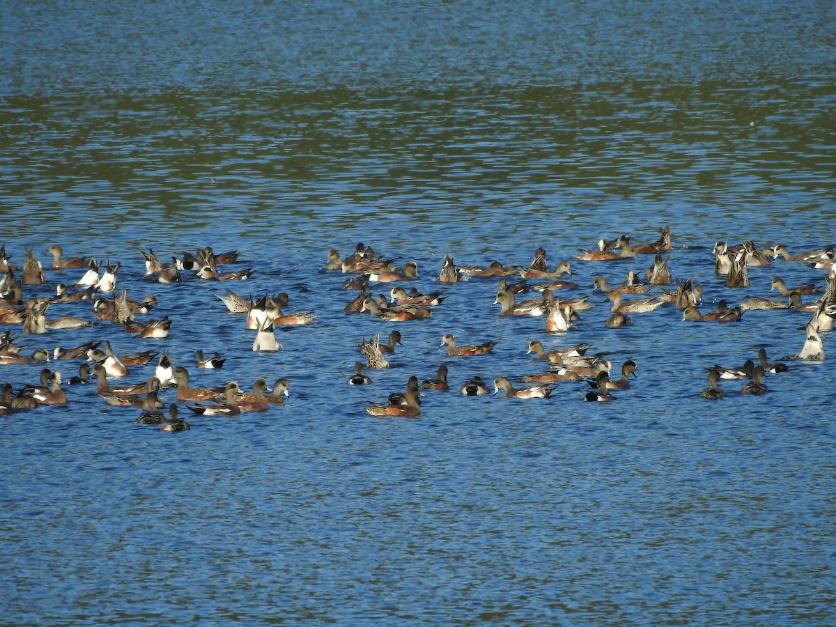 Canard d'Amérique - ML643630212