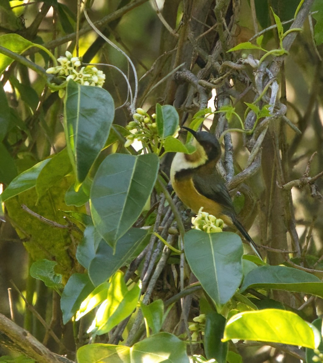 Eastern Spinebill - ML643630246