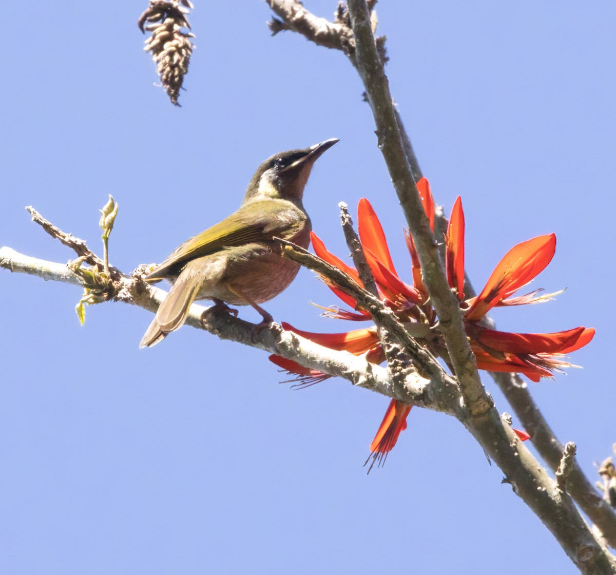 Lewin's Honeyeater - ML643630248