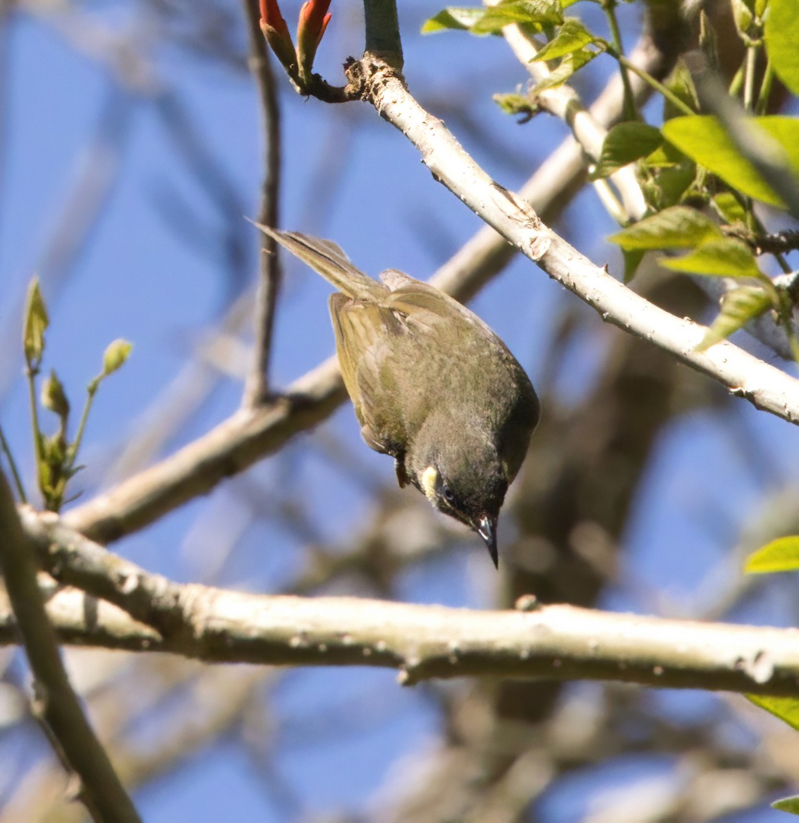 Lewin's Honeyeater - ML643630249
