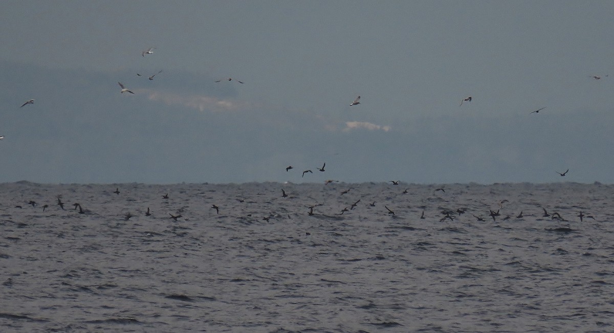 Sooty/Short-tailed Shearwater - ML643630250