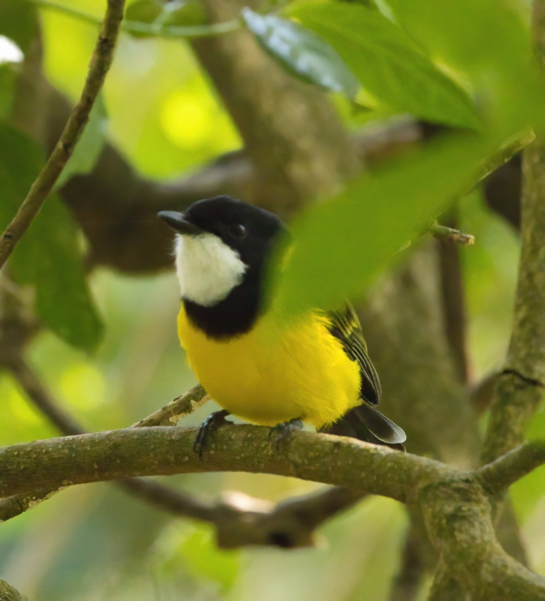 Golden Whistler - ML643630252