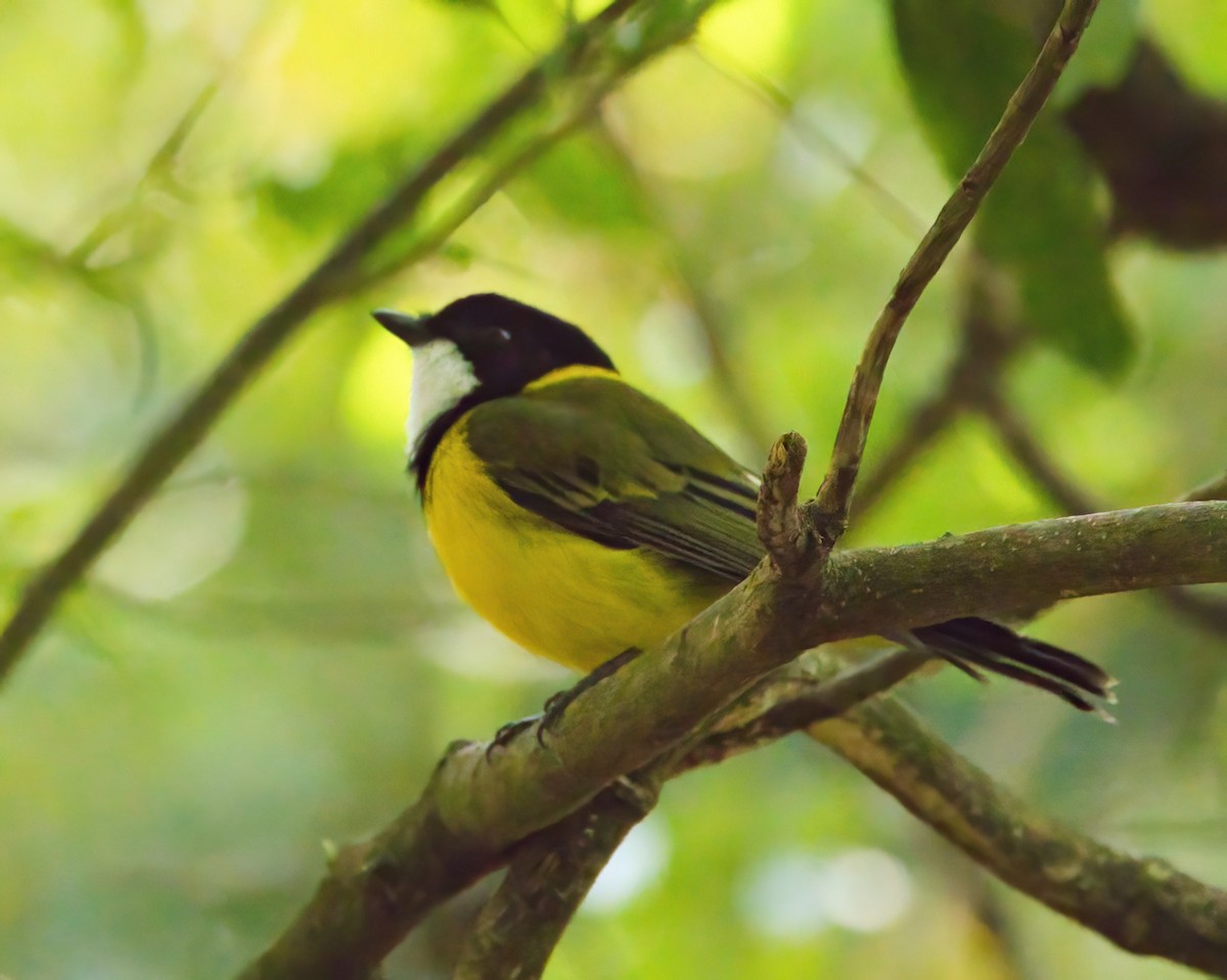 Golden Whistler - ML643630255