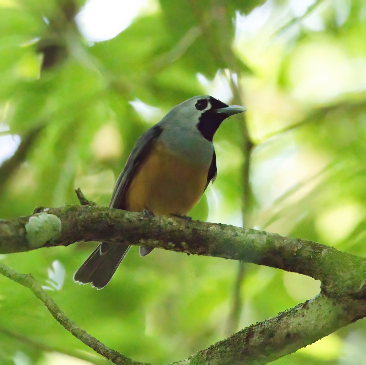 Black-faced Monarch - ML643630261