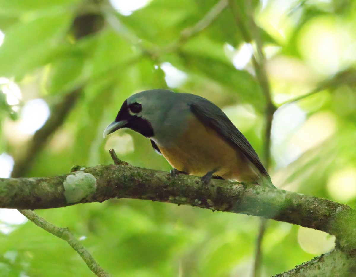 Black-faced Monarch - ML643630263