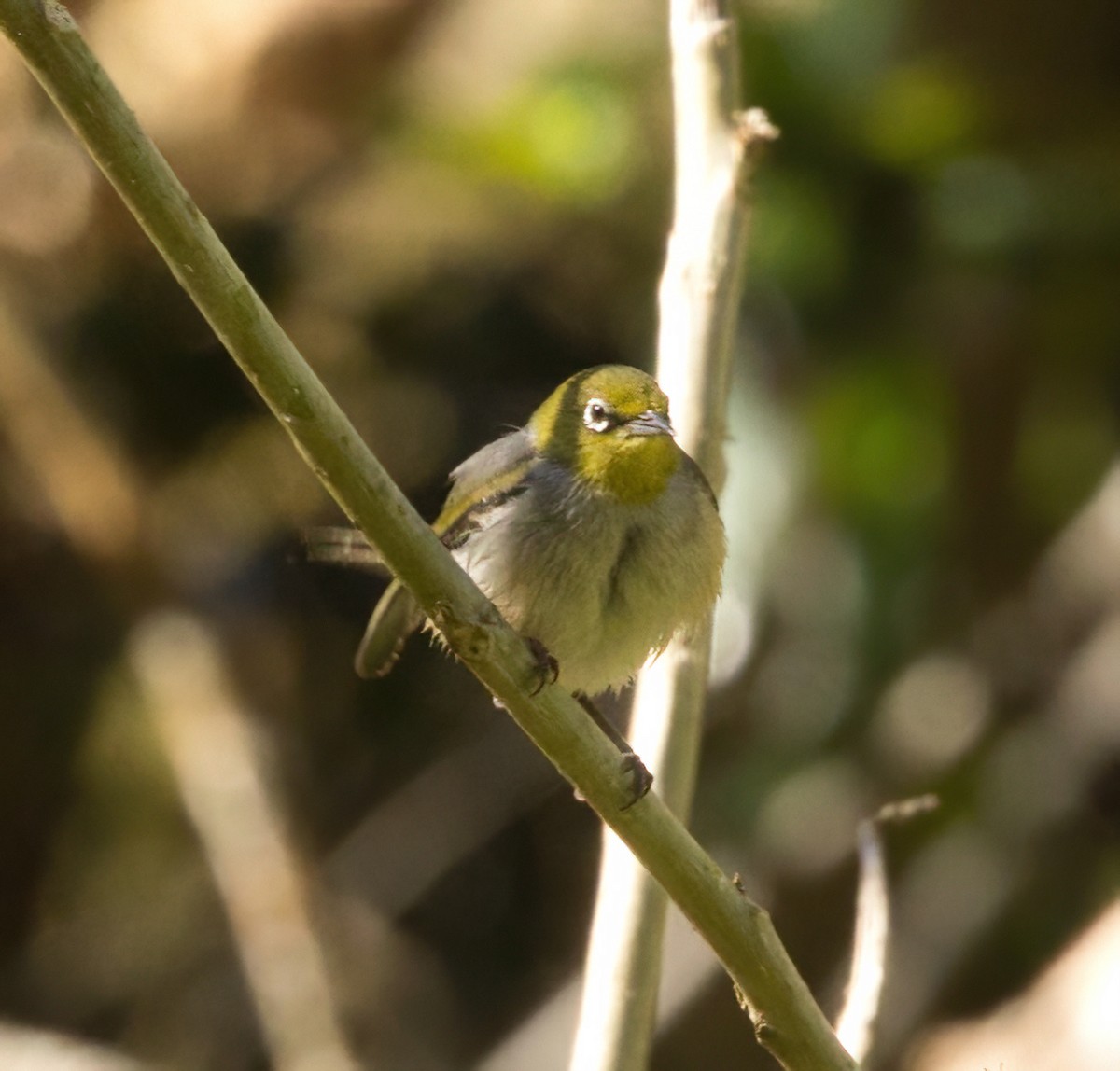 Silvereye - ML643630271