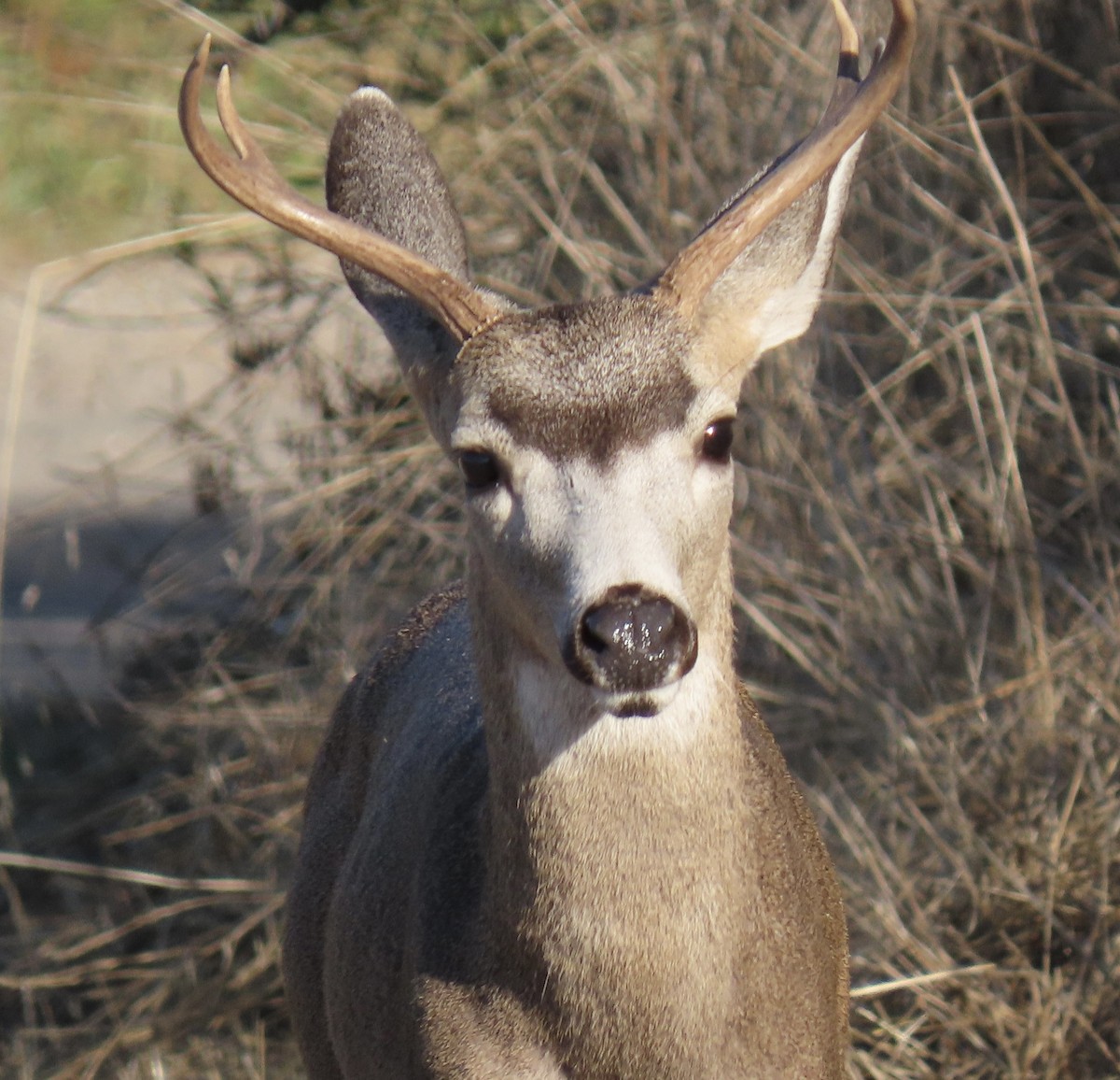 White-tailed and Mule Deer - ML643630278
