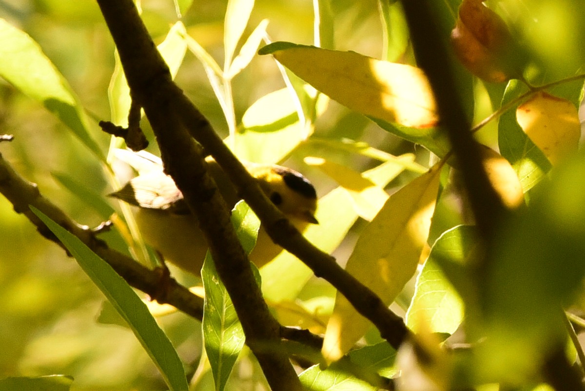 Wilson's Warbler - ML643630279