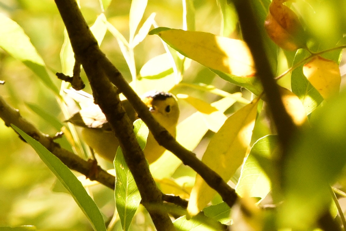Wilson's Warbler - ML643630280