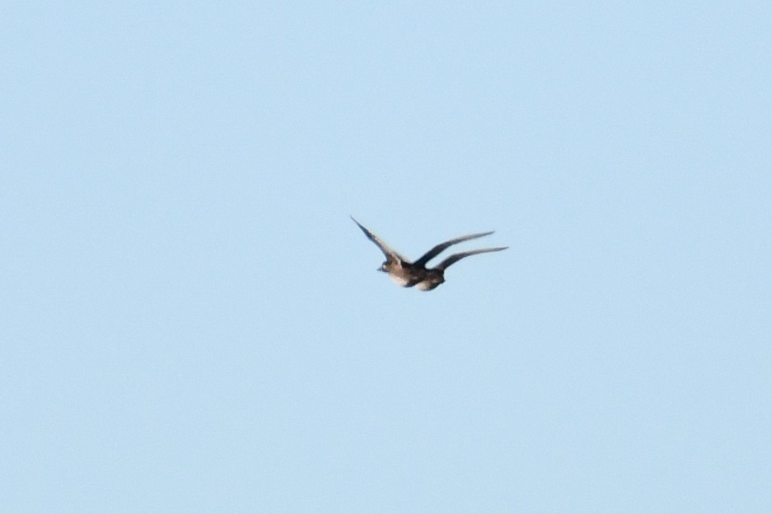 Surf Scoter - ML643630286