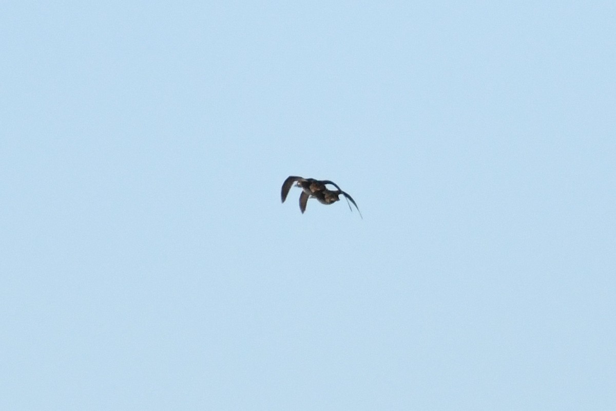 Surf Scoter - ML643630292