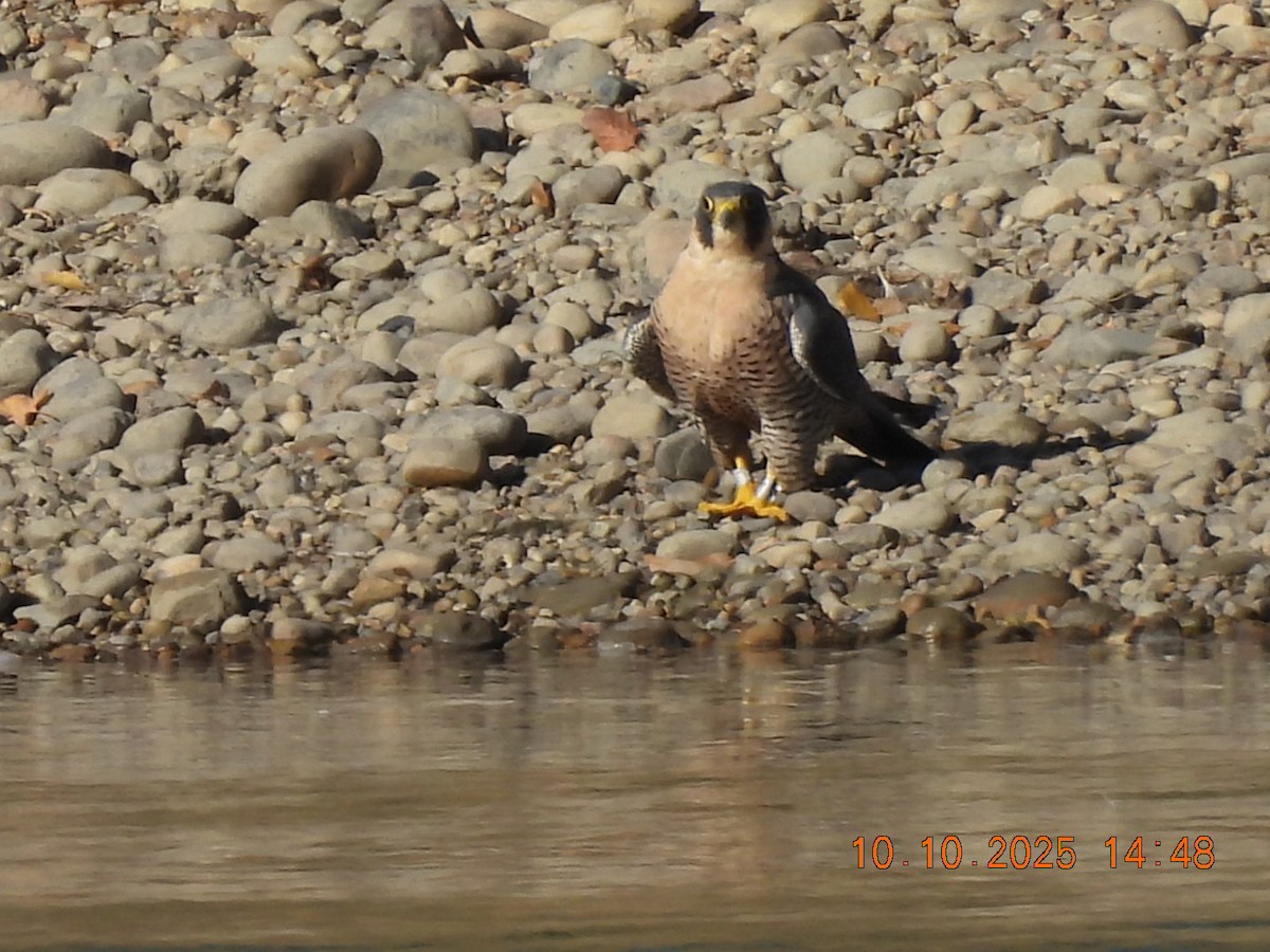 Peregrine Falcon - ML643630293