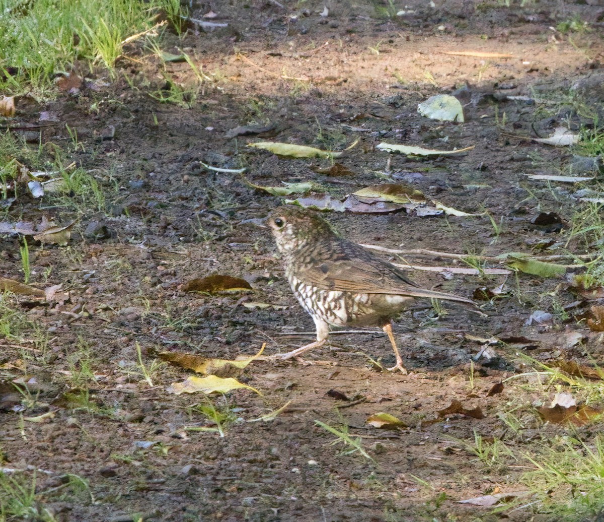 Bassian Thrush - ML643630294