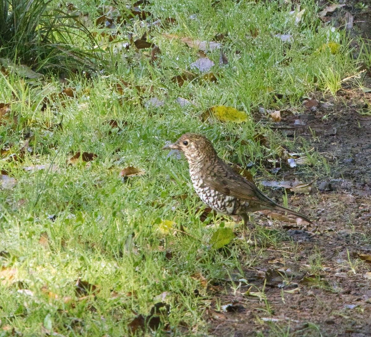 Bassian Thrush - ML643630298
