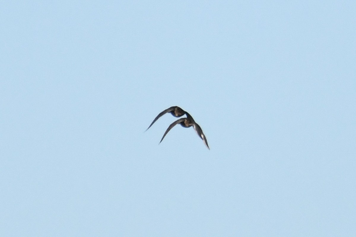 Surf Scoter - ML643630299