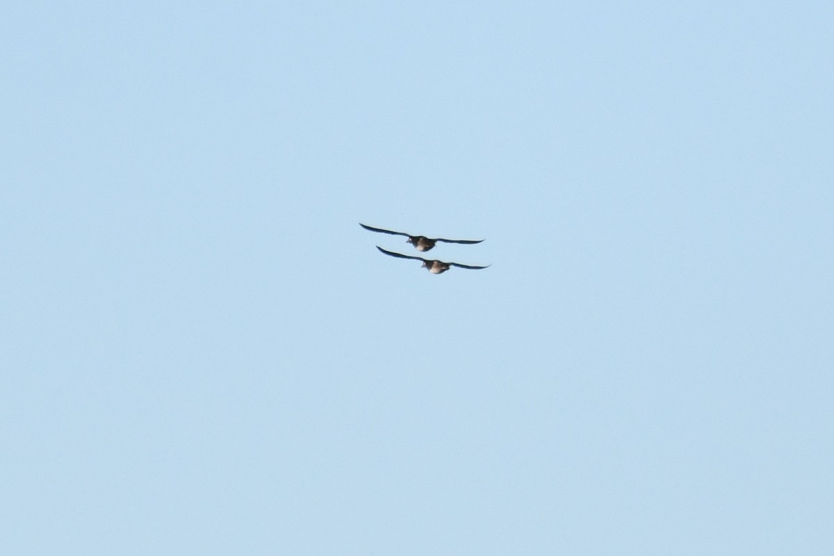 Surf Scoter - ML643630300