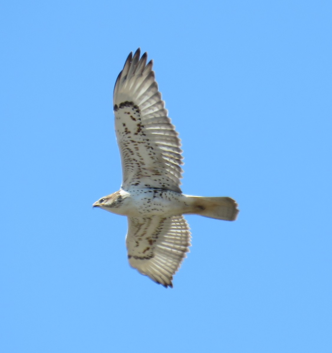 Ferruginous Hawk - ML643630301