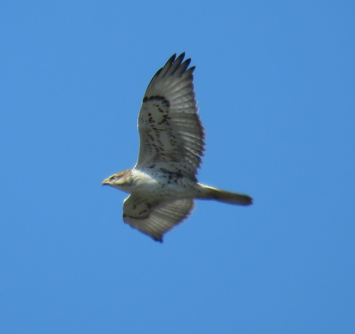 Ferruginous Hawk - ML643630302