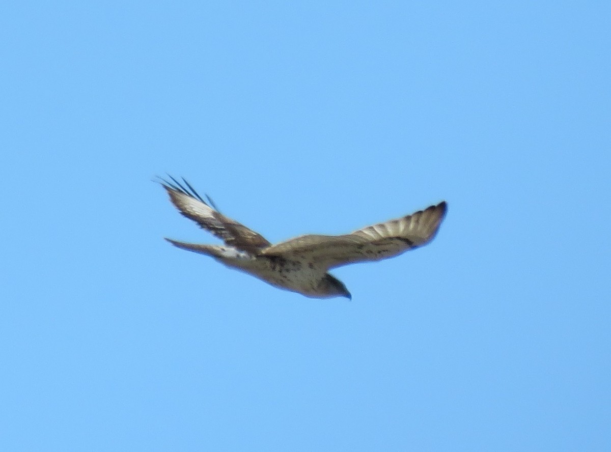 Ferruginous Hawk - ML643630303
