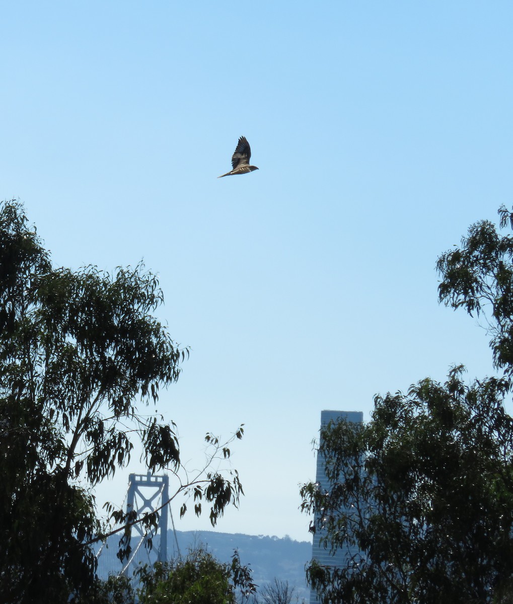 Ferruginous Hawk - ML643630304