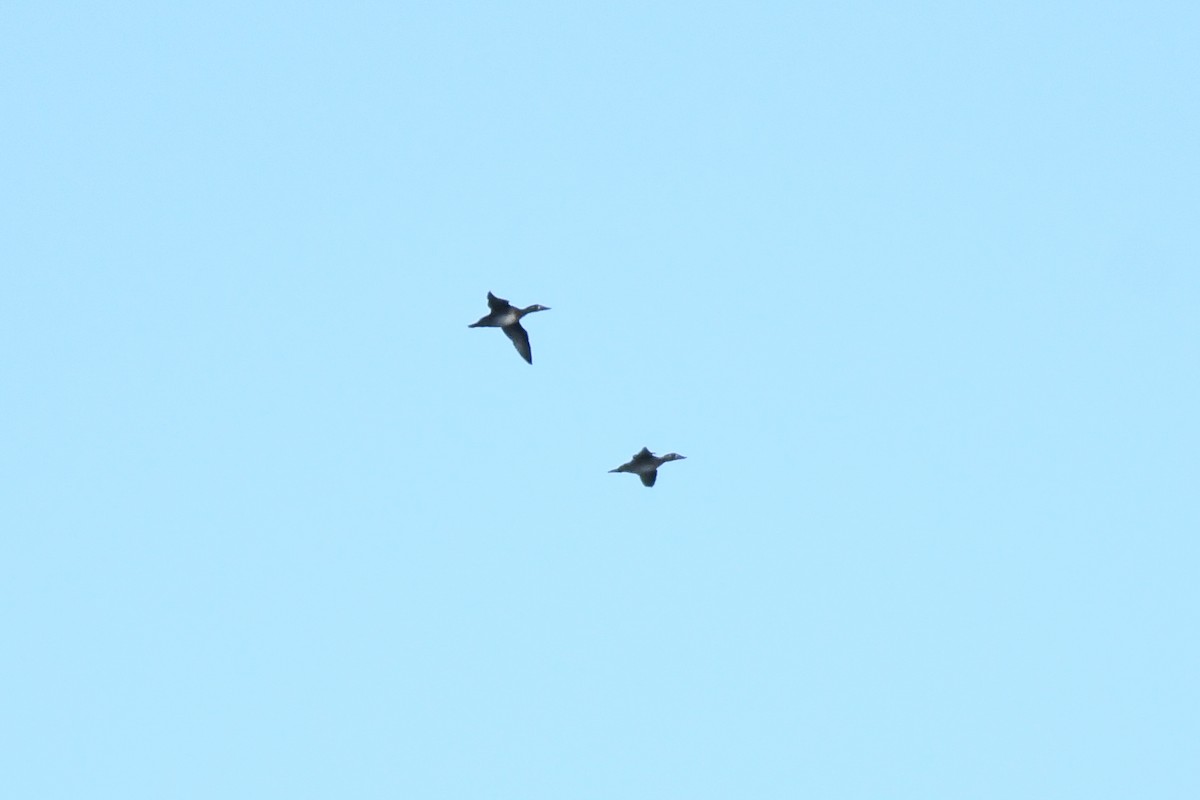 Surf Scoter - ML643630314