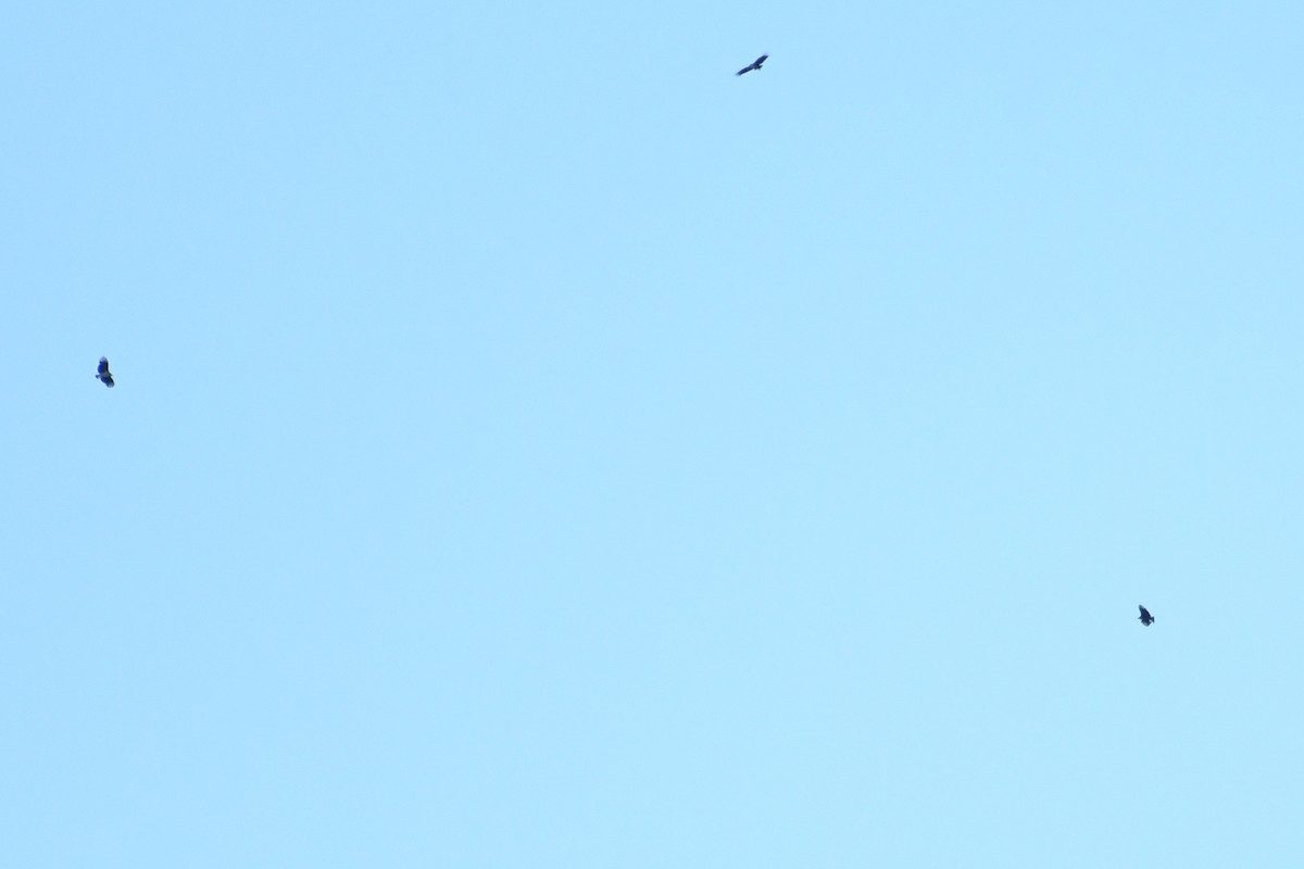 Black Vulture - ML643630330