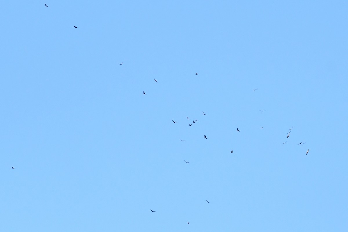 Turkey Vulture (Northern) - ML643630337