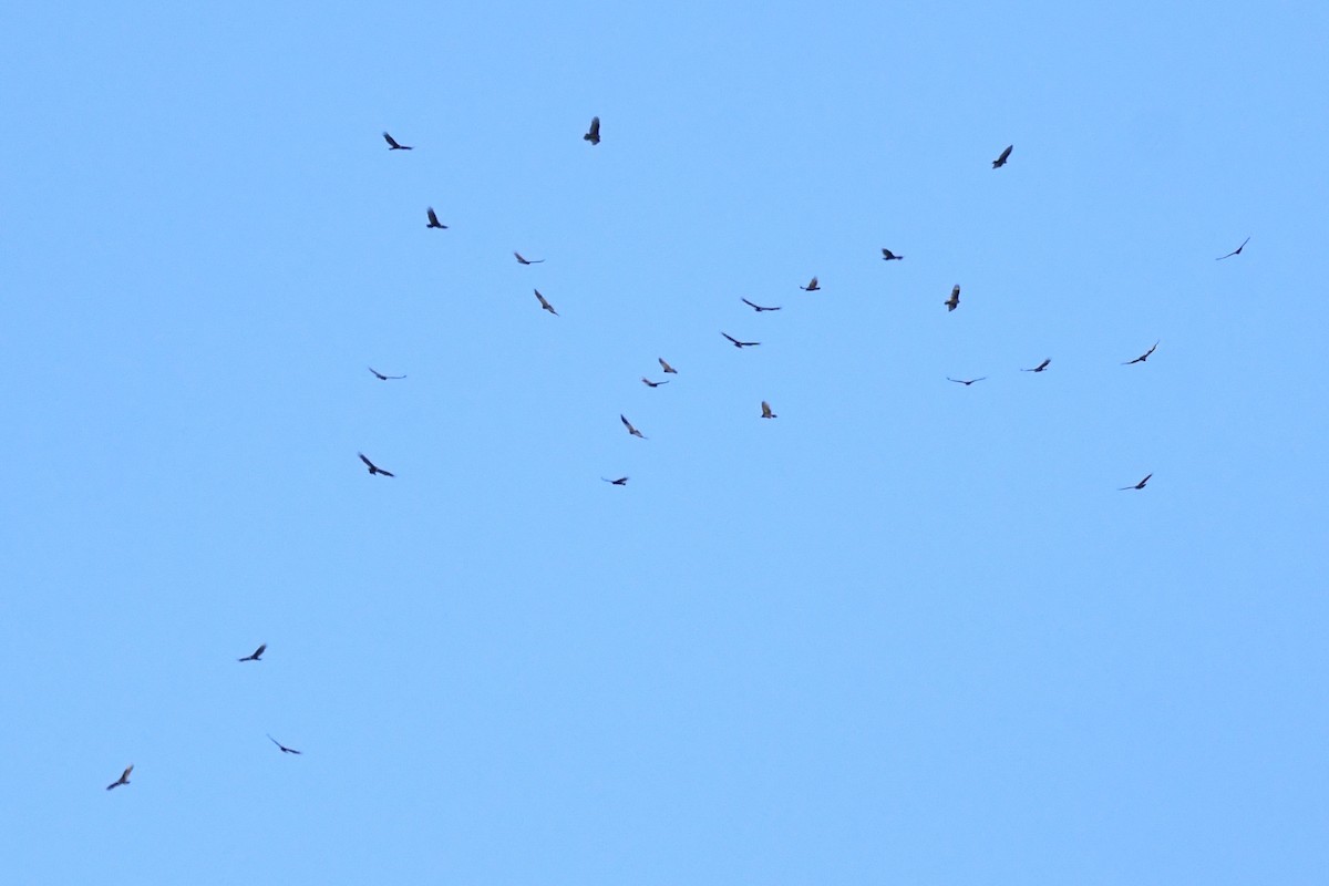 Turkey Vulture (Northern) - ML643630340