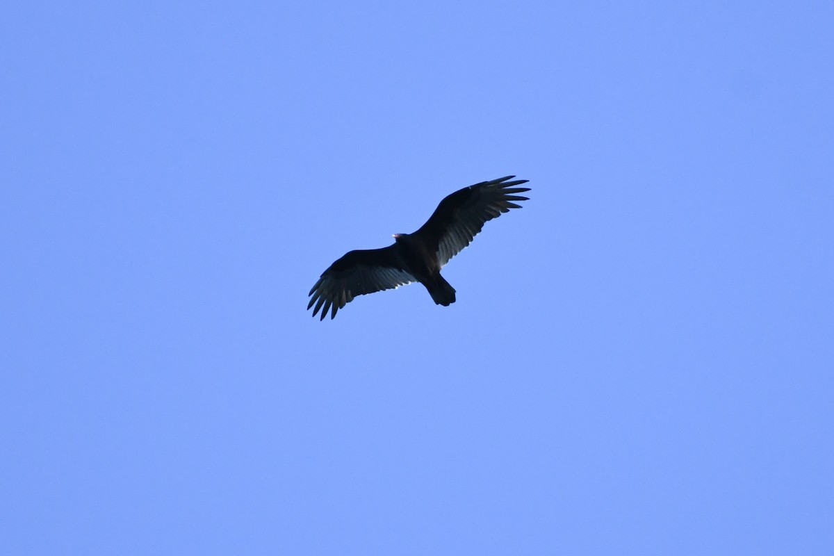 Turkey Vulture (Northern) - ML643630344