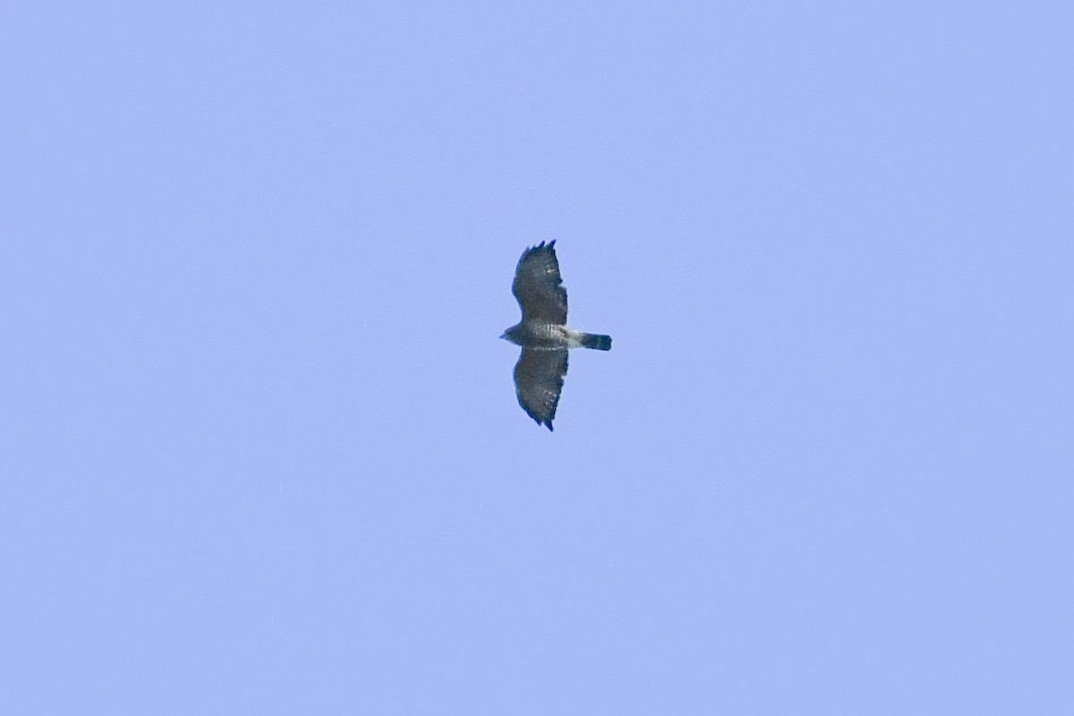 Broad-winged Hawk - ML643630356