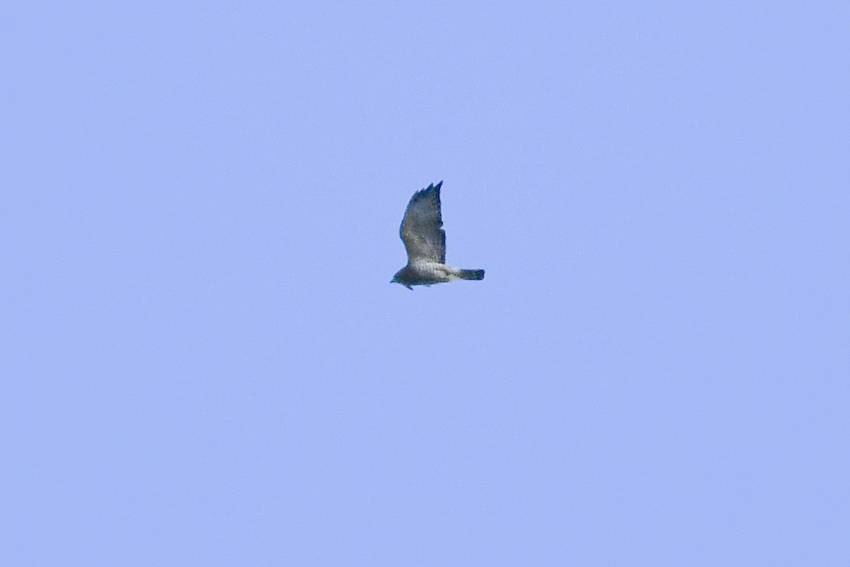 Broad-winged Hawk - ML643630357